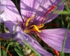 Шафранов минзухар - Crocus sativus Crocus_sativus5.jpg