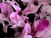 Top rated - СНИМКИ ОТ САЙТА CVETQ.INFO N2_Cyclamen_persicum.jpg