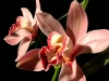 Орхидея Цимбидиум - Cymbidium Cymbidium7.jpg