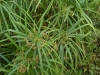 Циперус (Кипарисова трева) - Cyperus alternifolius  Cyperus_alternifolius.jpg