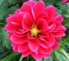 Top rated - cvetar's Gallery flower-pink-dahlia.jpg