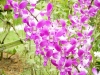 Most viewed Dendrobium.jpg