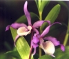 Most viewed Dendrobium2.jpg