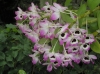 Most viewed Dendrobium3.jpg