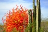 Top rated - СНИМКИ ОТ САЙТА CVETQ.INFO Desert_Botanical_Garden24.jpg