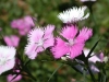 Карамфил - Dianthus Dianthus-First-Love1024.jpg