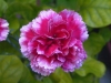Top rated Dianthus.jpg