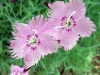 Карамфил - Dianthus Dianthus1.jpg