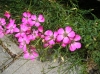 Карамфил - Dianthus Dianthus_amurensis.JPG