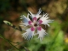 Карамфил - Dianthus Dianthus_arenarius_02_h.jpg