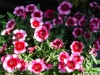 Top rated dianthus10_05.jpg