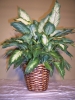 Most viewed Dieffenbachia_in_Container__39_99.JPG
