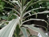 Most viewed 02_StripedDracaena_closeup.jpg