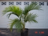 Top rated Dypsis_lutescens3.JPG