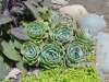 Top rated - СНИМКИ ОТ САЙТА CVETQ.INFO Echeveria.jpg