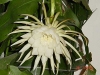 Most viewed 001EPIPHYLLUM-OXYPE.jpg