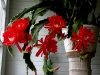 Most viewed Epiphyllum_044.jpg