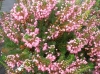 Пирен, ерика - Erica  erica_x_darleyensis_mediterranean_pink_heath1.jpg
