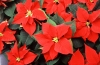 Top rated - Коледна звезда - Euphorbia pulcherrima  Poinsettia_2.jpg