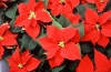 Коледна звезда - Euphorbia pulcherrima  Poinsettia_2.jpg