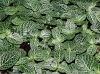 Most viewed Fittonia1.jpg
