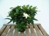 Most viewed gardenia3.jpg