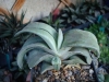 Last additions - СНИМКИ ОТ САЙТА CVETQ.INFO Gasteria7.jpg