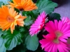 Most viewed - СНИМКИ ОТ САЙТА CVETQ.INFO pink-orange-gerbera-daisies-top.jpg