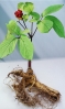 Top rated ginseng1.jpg
