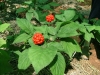 Top rated ginseng_plant.jpg