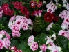 Top rated gloxinia_726.jpg