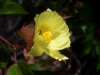 Last additions Gossypium1.jpg