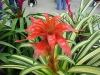 Last additions Guzmania3.jpg