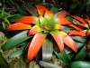 Last additions Guzmania_sanguinea1.JPG