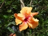 Китайска роза (хибискус) - Hibiscus apricot_color_hibiscus-dsc00241.jpg