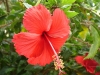 Most viewed hibiscus.jpg