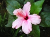 Китайска роза (хибискус) - Hibiscus hibiscus_Goree_preview.JPG