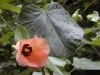 hibiscus_tiliaceus9.jpg