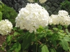 Most viewed 1hydrangea_arborescens_annabelle20060629hana.jpg