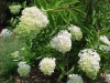 Last additions - Хортензия - Hydrangea Hydrangea_paniculata__Grandiflora_.jpg