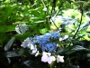 Last additions - Хортензия - Hydrangea hydrangea-2.jpg