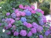 Last additions - Хортензия - Hydrangea hydrangea1.jpg