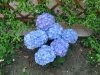 Last additions - Хортензия - Hydrangea hydrangea_macrophylla.jpg