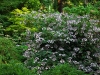Хортензия - Hydrangea hydrangea_robusta.jpg