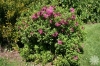 Last additions kalmia_angustifolia.jpg