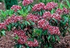 Top rated kalmia_angustifolia10.jpg