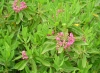 Last additions kalmia_angustifolia2.jpg