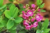 Top rated kalmia_angustifolia6.jpg