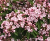 Last additions kalmia_angustifolia9.jpg