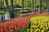 Last additions - СНИМКИ ОТ САЙТА CVETQ.INFO Keukenhof_Gardens3.jpg